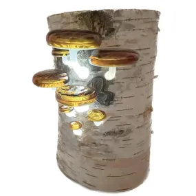 Glass Shelf Mushroom Log Lamp Night Light & Ambient Lighting by Sage Churchill-Foster, Sage Studios