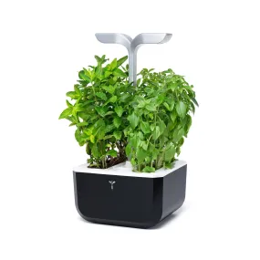 VERITABLE Smart Exky Edition Black, 2 Plants