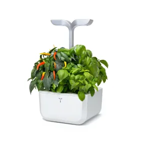 VERITABLE Smart Exky Edition White, 2 Plants
