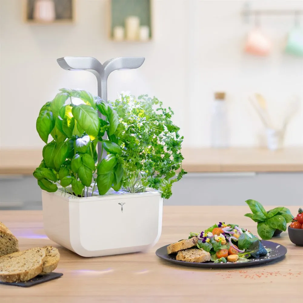 VERITABLE Smart Exky Edition White, 2 Plants