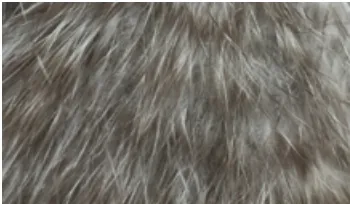 Whiting Bird Fur
